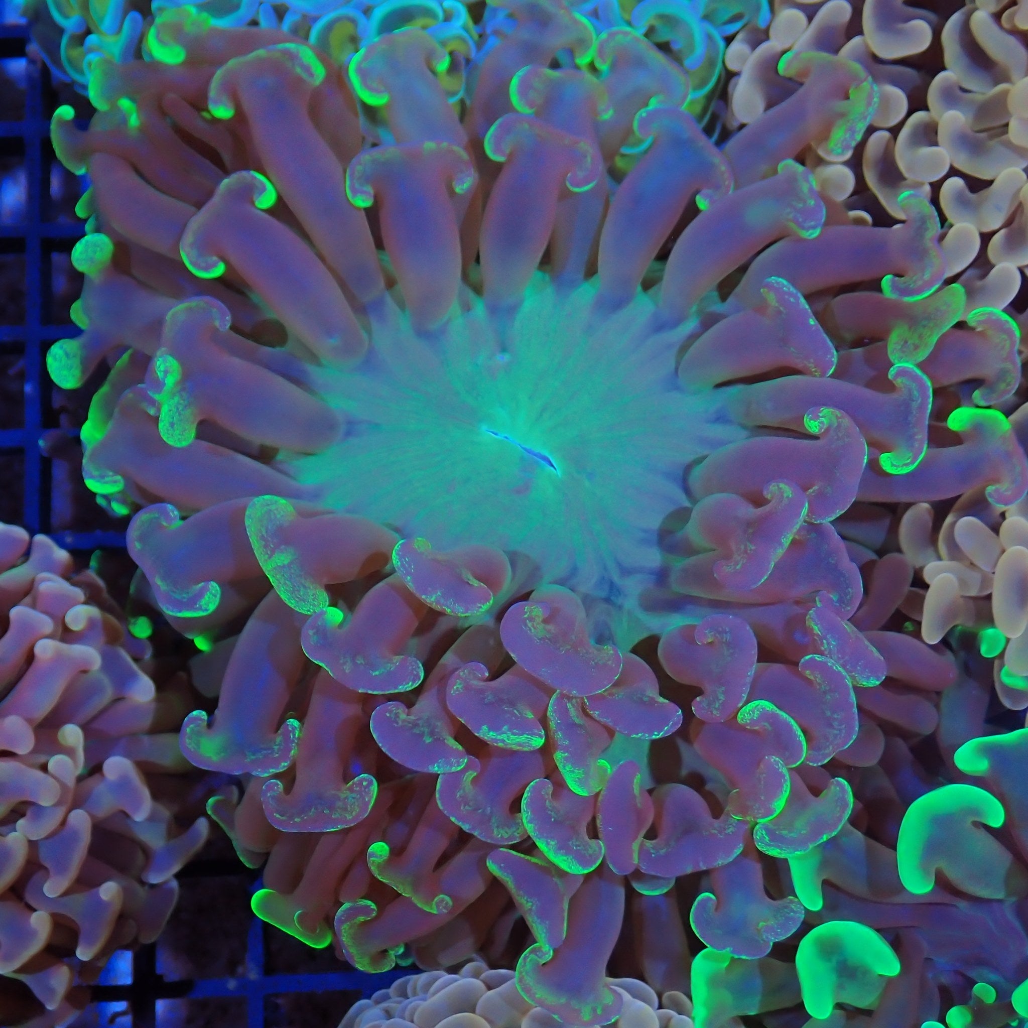 Euphyllia Ancora AA023 | Fimbriaphyllia ancora