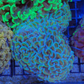 Euphyllia Ancora AA025 | Fimbriaphyllia ancora