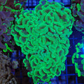 Euphyllia Ancora AA026 | Fimbriaphyllia ancora