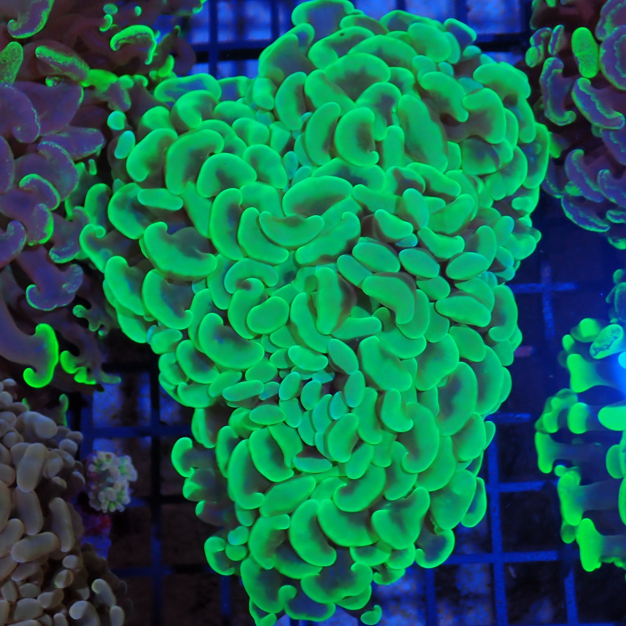 Euphyllia Ancora AA026 | Fimbriaphyllia ancora