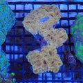 Euphyllia Ancora AA027 | Fimbriaphyllia ancora