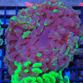Euphyllia Ancora AA028 | Fimbriaphyllia ancora