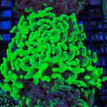 Euphyllia Ancora AA029 | Fimbriaphyllia ancora