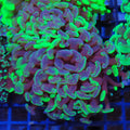 Euphyllia Ancora AA030 | Fimbriaphyllia ancora
