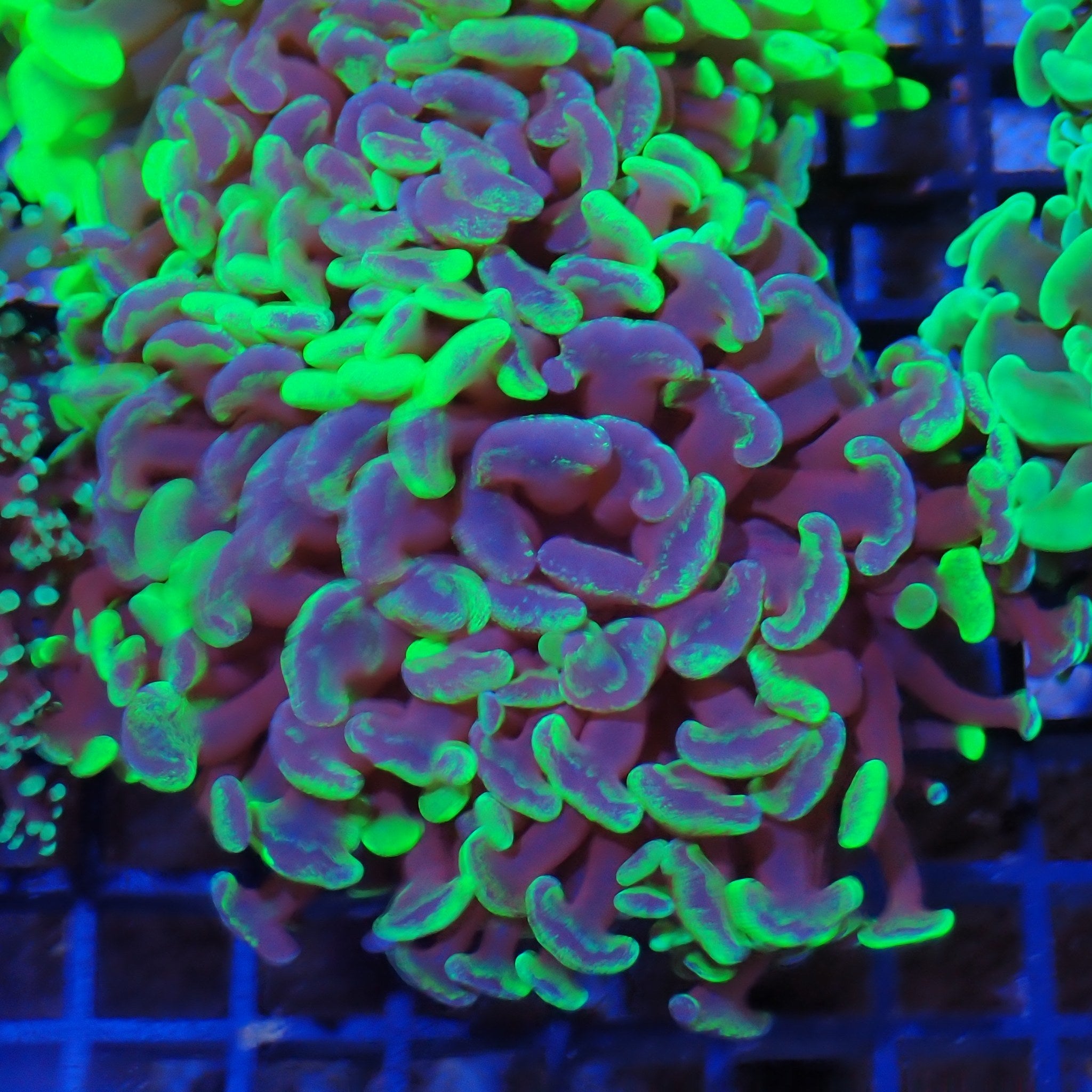 Euphyllia Ancora AA030 | Fimbriaphyllia ancora