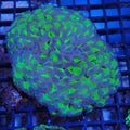 Euphyllia Ancora AA031 | Fimbriaphyllia ancora