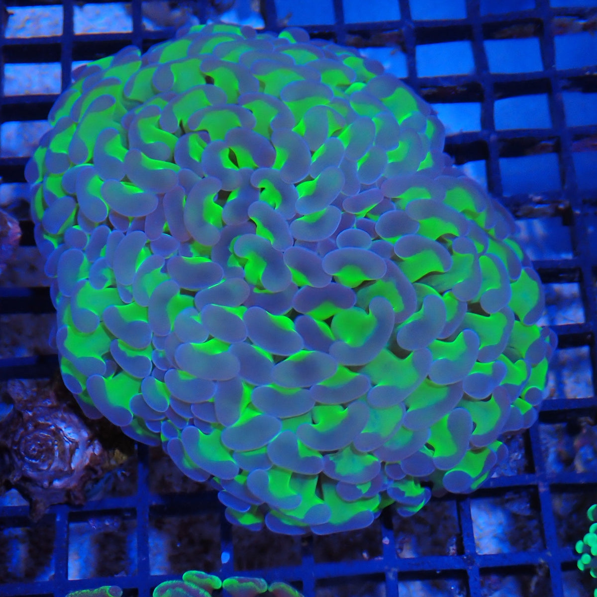Euphyllia Ancora AA031 | Fimbriaphyllia ancora
