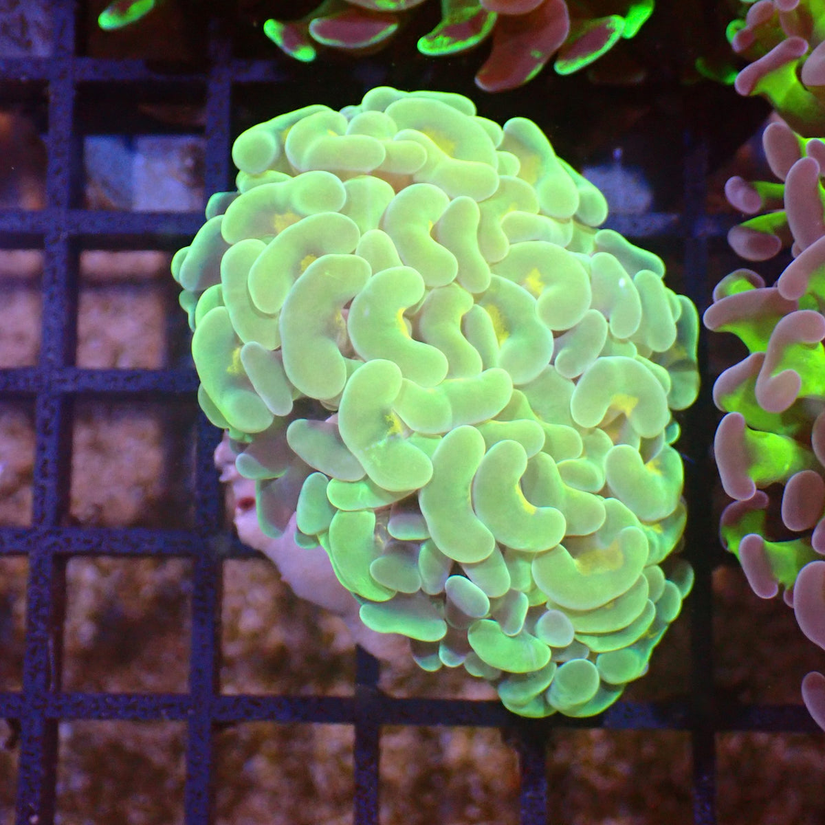 Euphyllia Ancora AA005 | Fimbriaphyllia ancora at ← Red Sea 15k