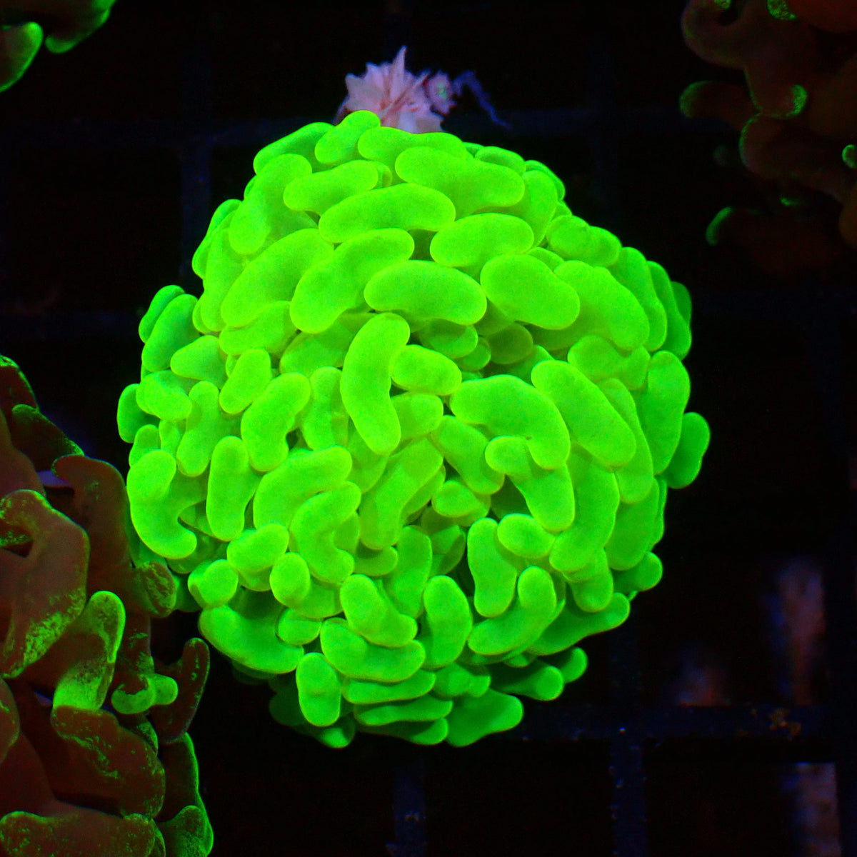 Euphyllia Ancora AA038 | Fimbriaphyllia ancora at ← Red Sea 15k