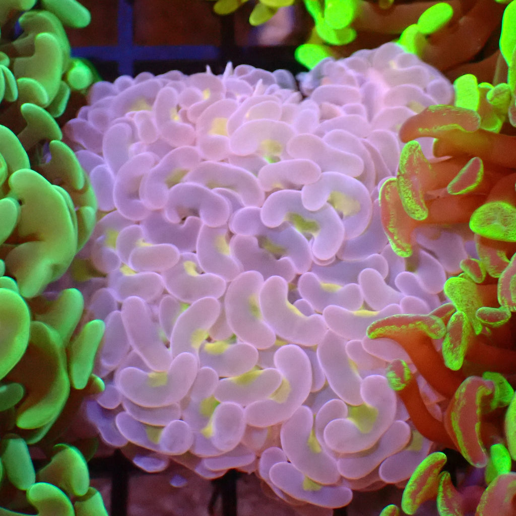 Euphyllia Ancora AA050 | Fimbriaphyllia ancora - Red Sea 15K