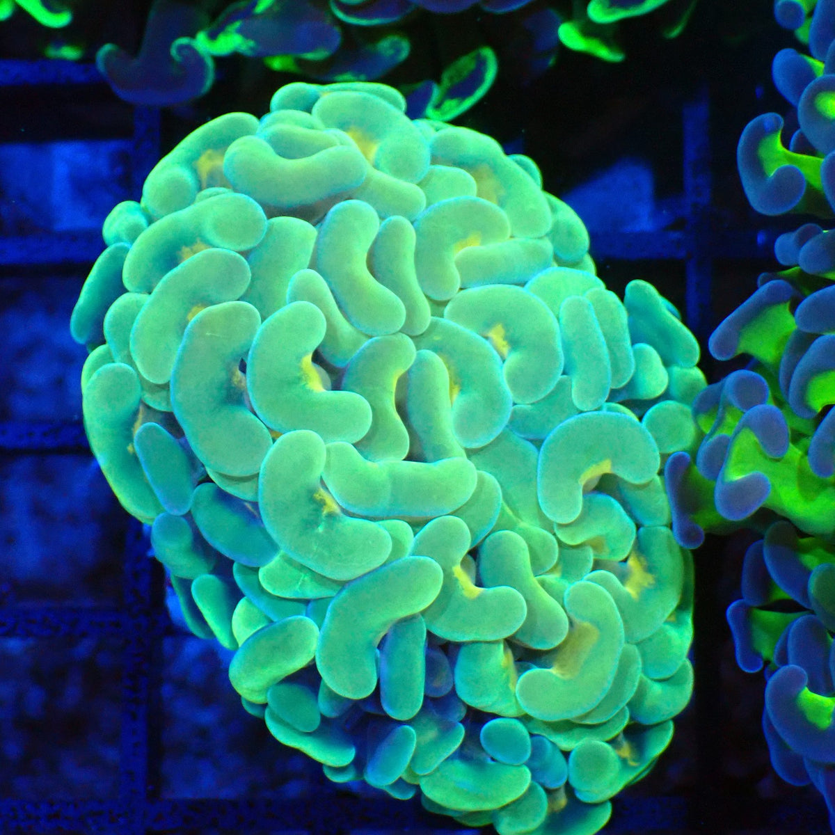 Euphyllia Ancora AA005 | Fimbriaphyllia ancora at Red Sea 20k →