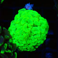 Euphyllia Ancora AA038 | Fimbriaphyllia ancora - Red Sea 20K LED