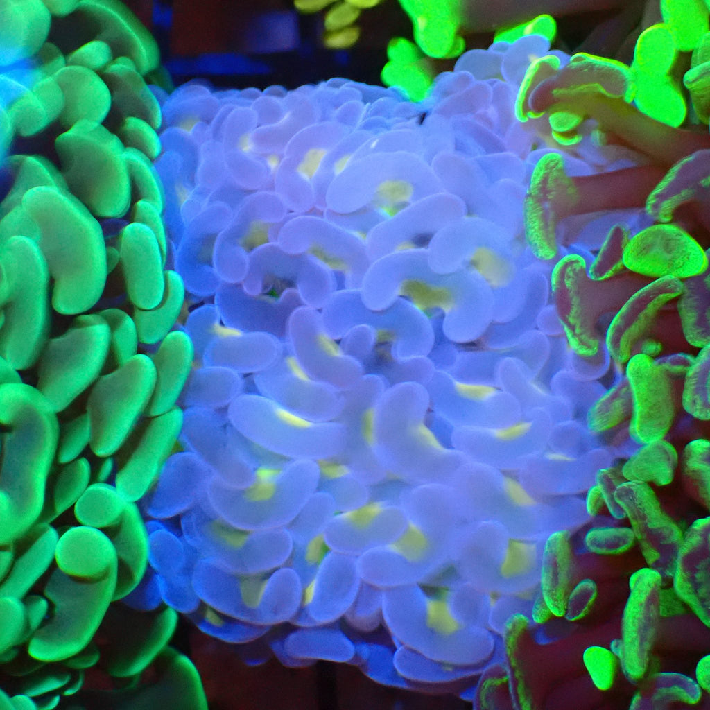 Euphyllia Ancora AA050 | Fimbriaphyllia ancora - Red Sea 20K LED