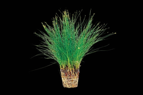 Hairgrass In Pot