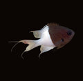 Half and Half Chromis | Chromis iomelas