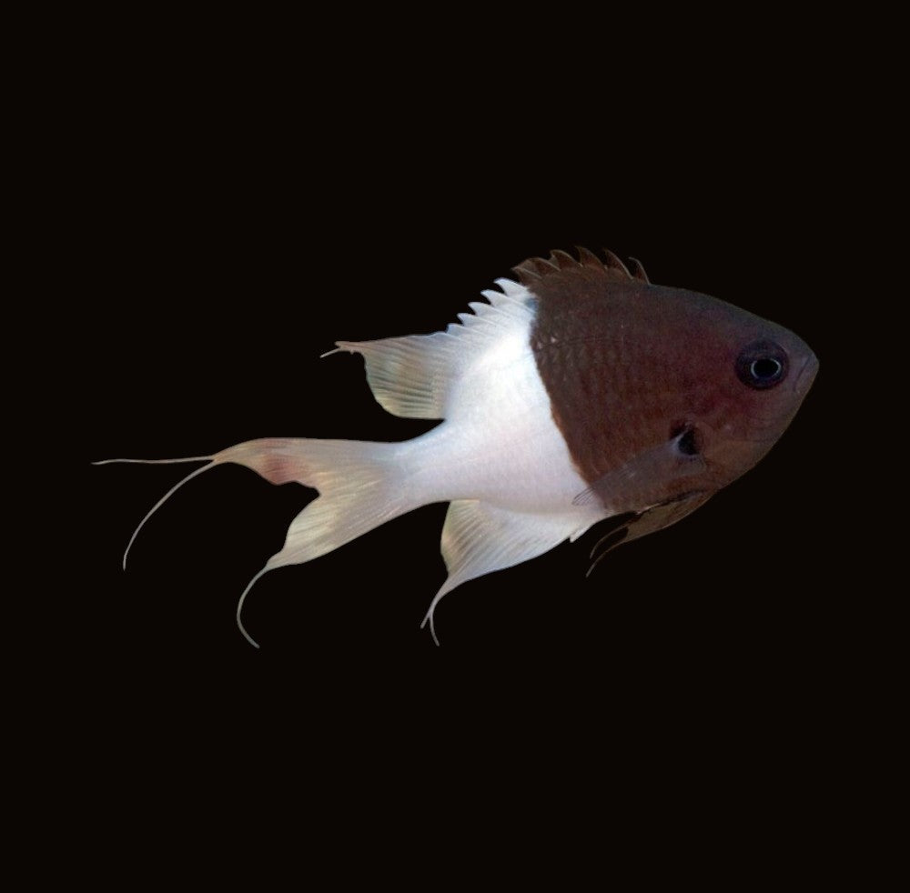 Half and Half Chromis | Chromis iomelas