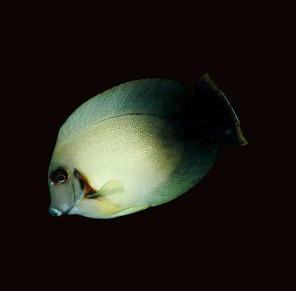 Yellow Mimic Tang | Acanthurus pyroferus