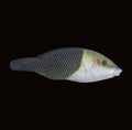 Half And Half Wrasse | Hemigymnus melapterus