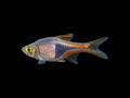 Harlequin Rasbora