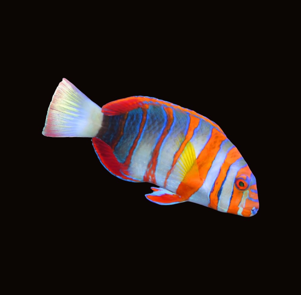 Harlequin Tuskfish | Choerodon fasciatus