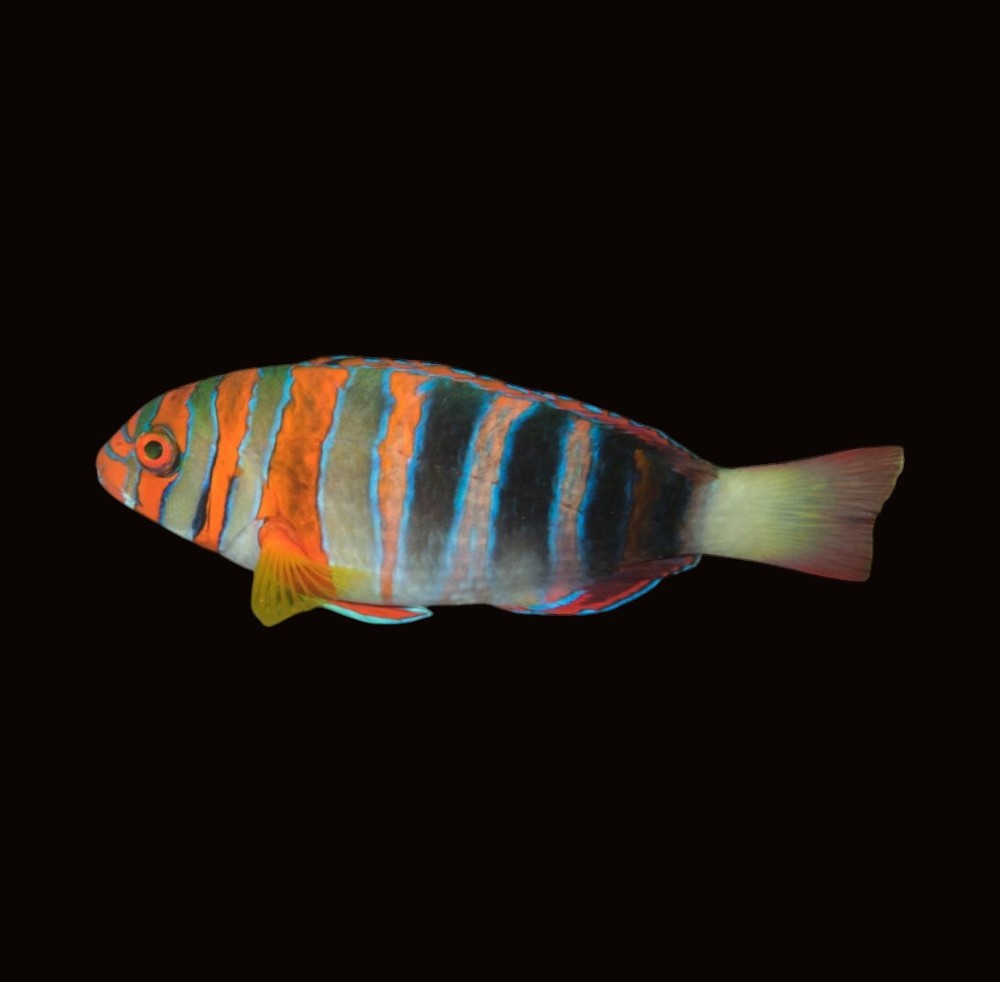 Harlequin Tuskfish | Choerodon fasciatus