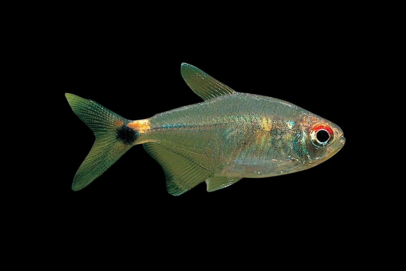 Head And Tail Tetra