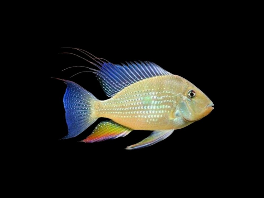 Heckelii Cichlid