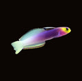 Helfrichi Goby | Nemateleotris helfrichi