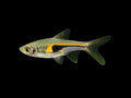 Hengeli Rasbora