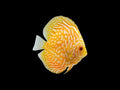 High-Grade Yellow Checkerboard Discus