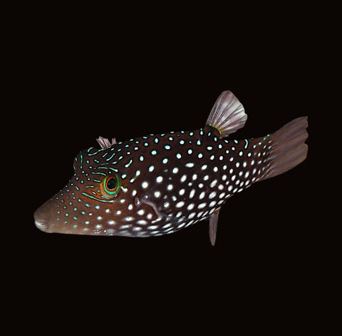 Honeycomb Pufferfish | Canthigaster janthinoptera