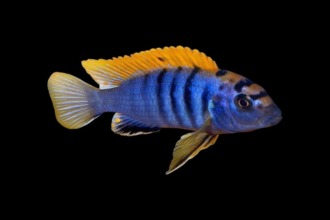 Hongi Cichlid