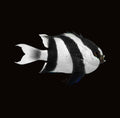 Humbug Damselfish | Dascyllus aruanus