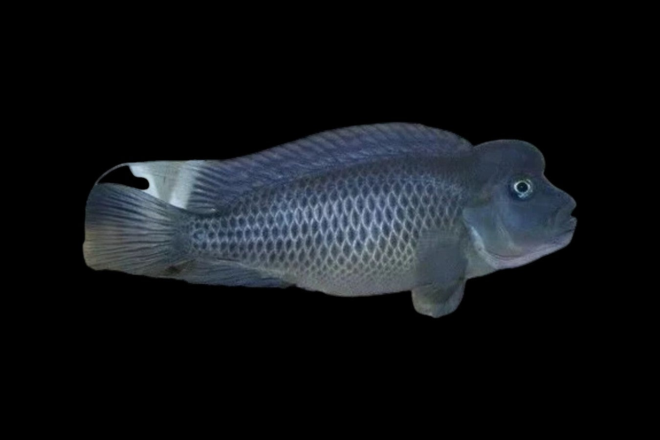 Humphead Cichlid