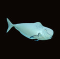 Humpnose Unicornfish | Naso tonganus