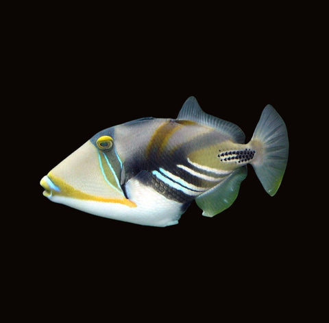 Humu Triggerfish | Rhinecanthus aculeatus