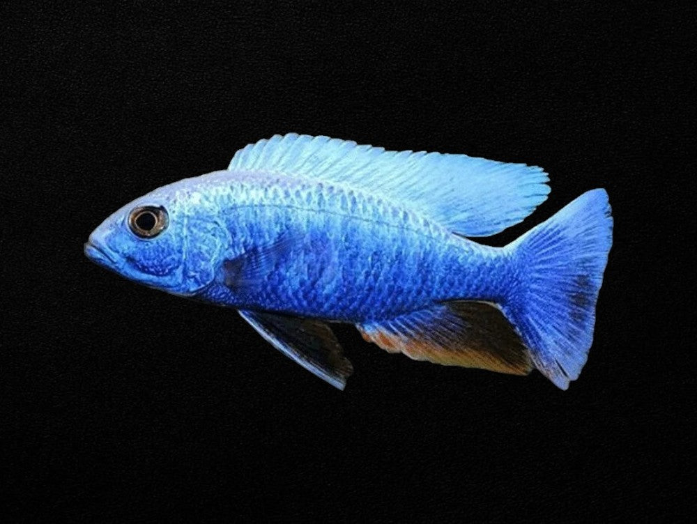 Iceberg Electric Blue