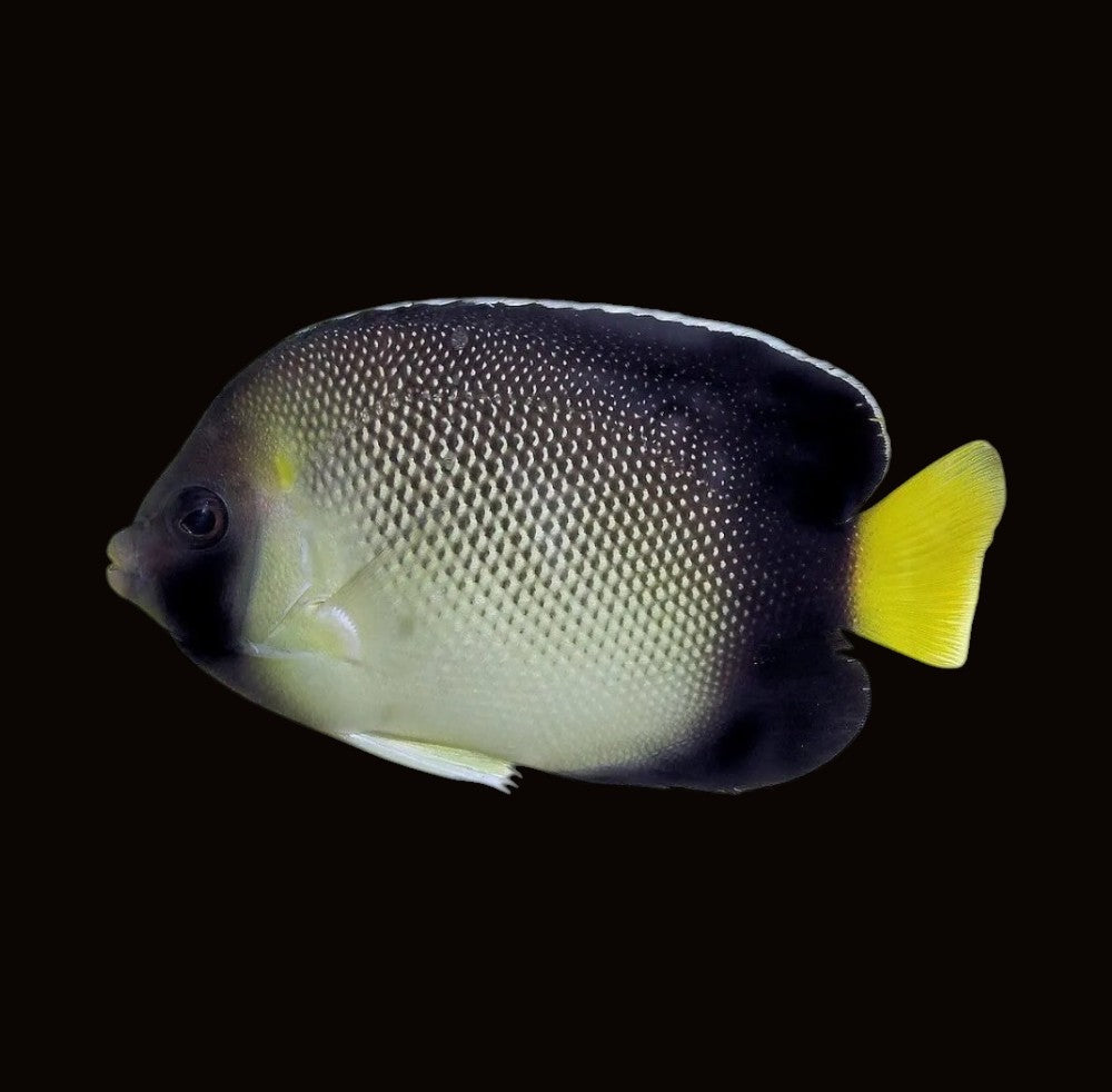 Indian Yellowtail Angelfish | Apolemichthys xanthurus