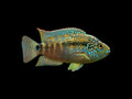 Jack Dempsey Cichlid