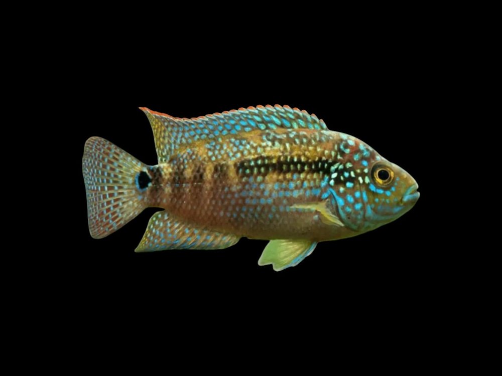 Jack Dempsey Cichlid