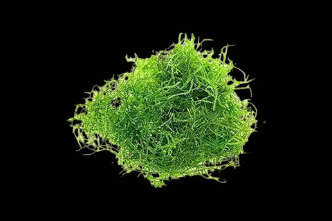 Java Moss
