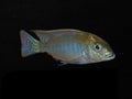 Kamberi Intermedius