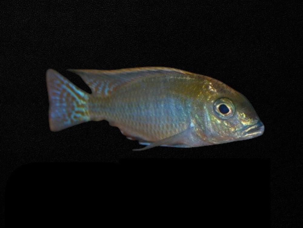 Kamberi Intermedius