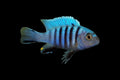 Kingsizei Cichlid