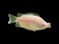 Kissing Gourami