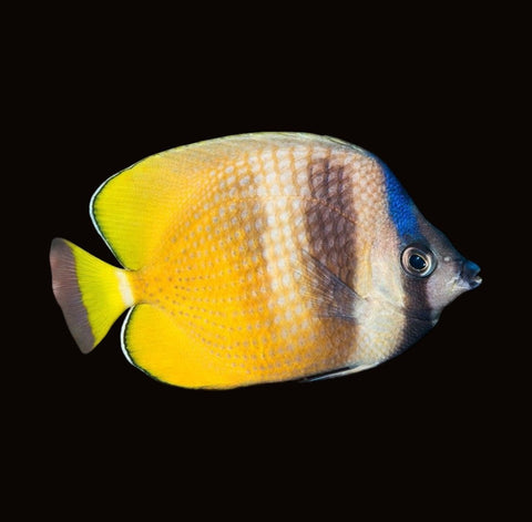 Klein's Butterflyfish | Chaetodon kleinii