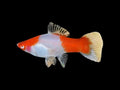 Kohaku Swordtail