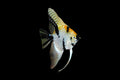 Koi Angel