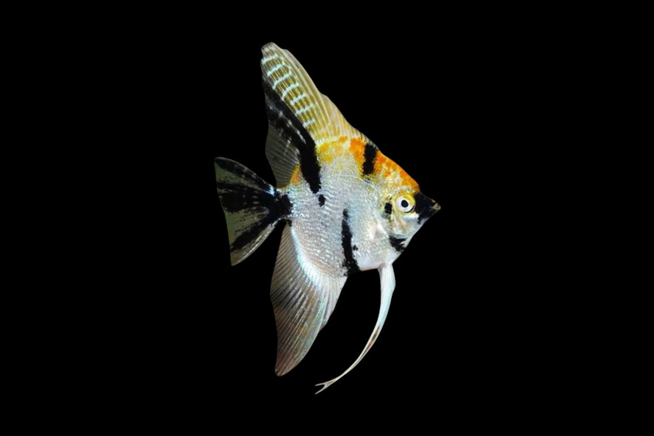 Koi Angel