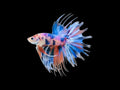 Koi Crown Tail Male